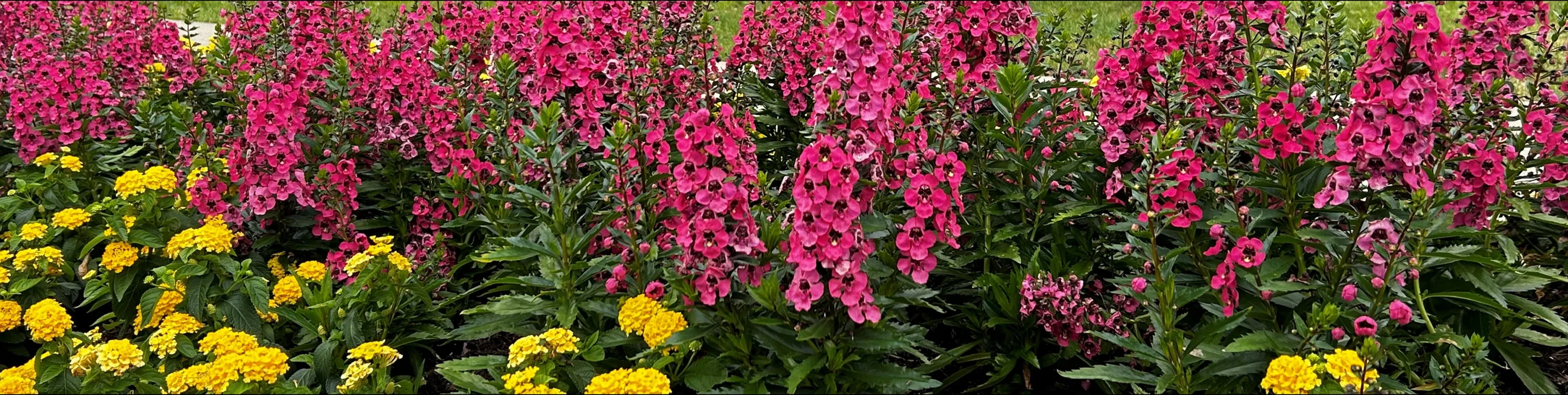 Garden of flowers in bloom