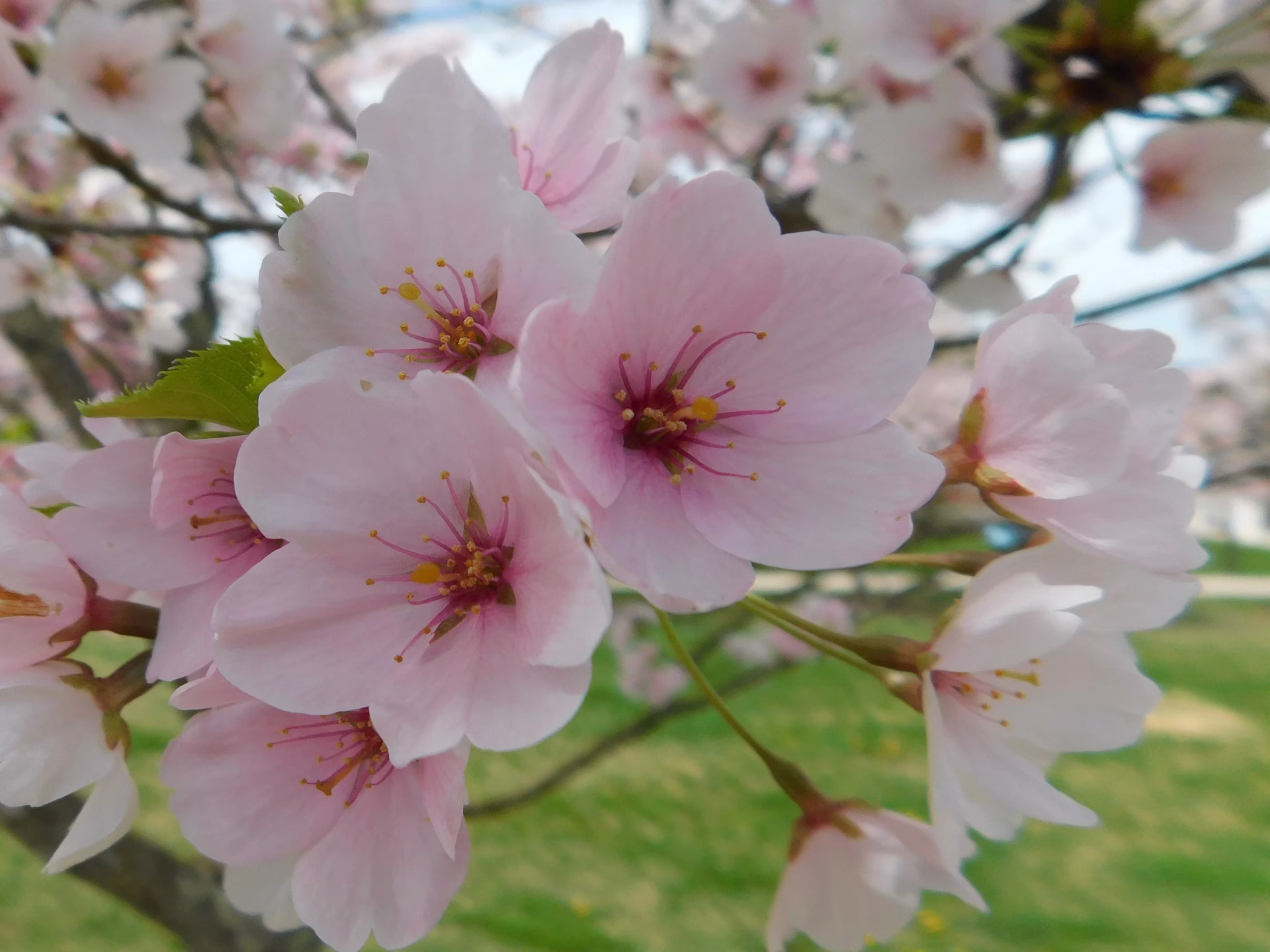 Close up of flowers