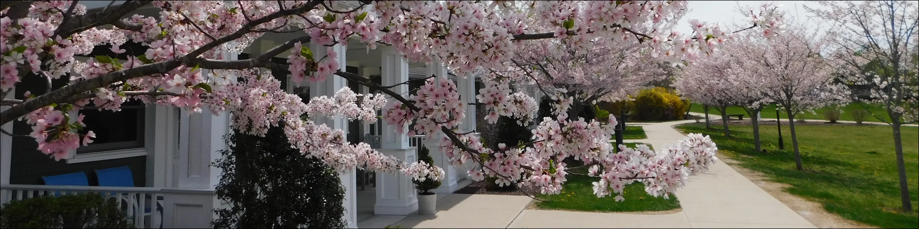 Trees in bloom next to Heath Village entrance