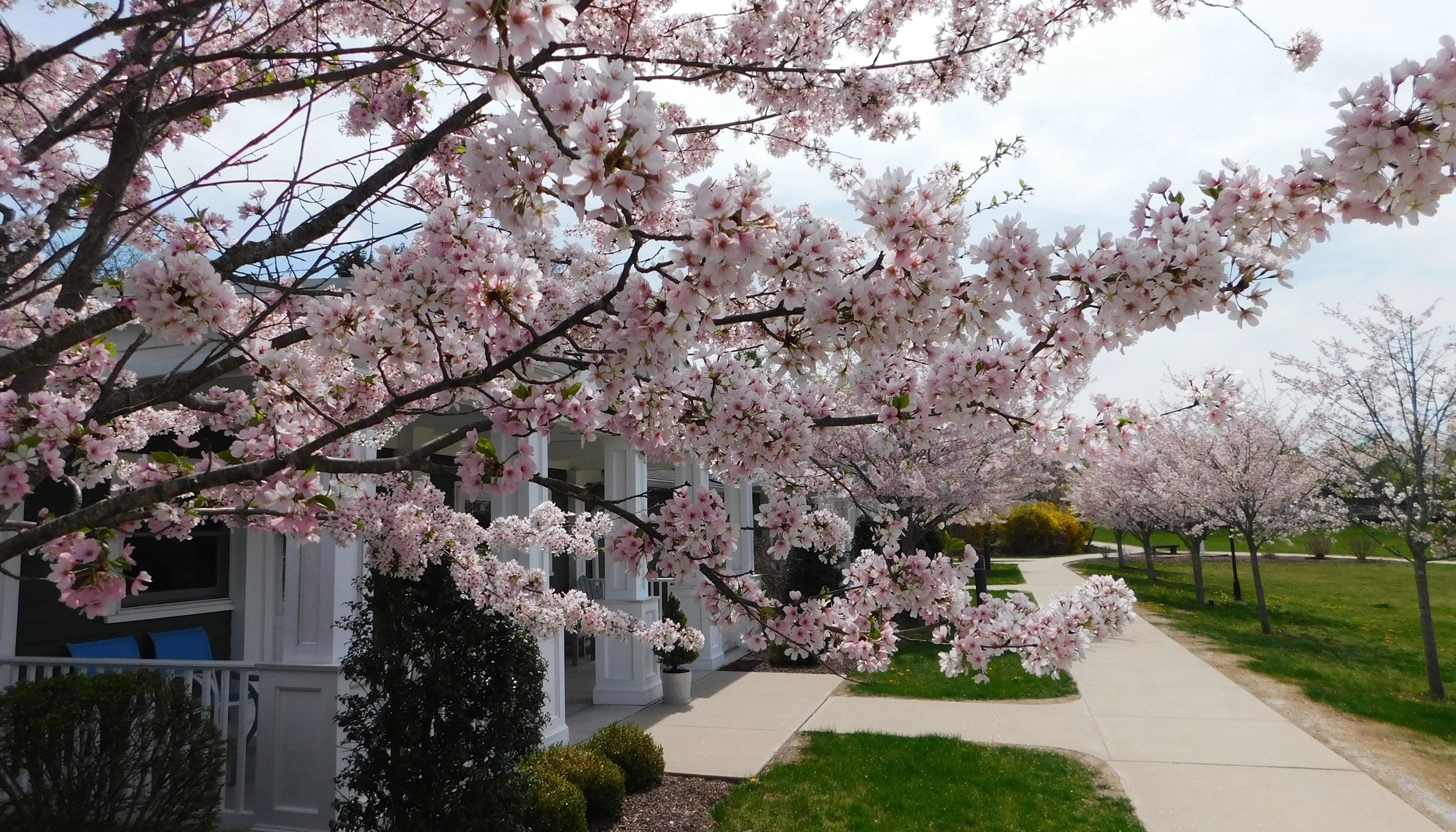 Trees in bloom next to Heath Village entrance