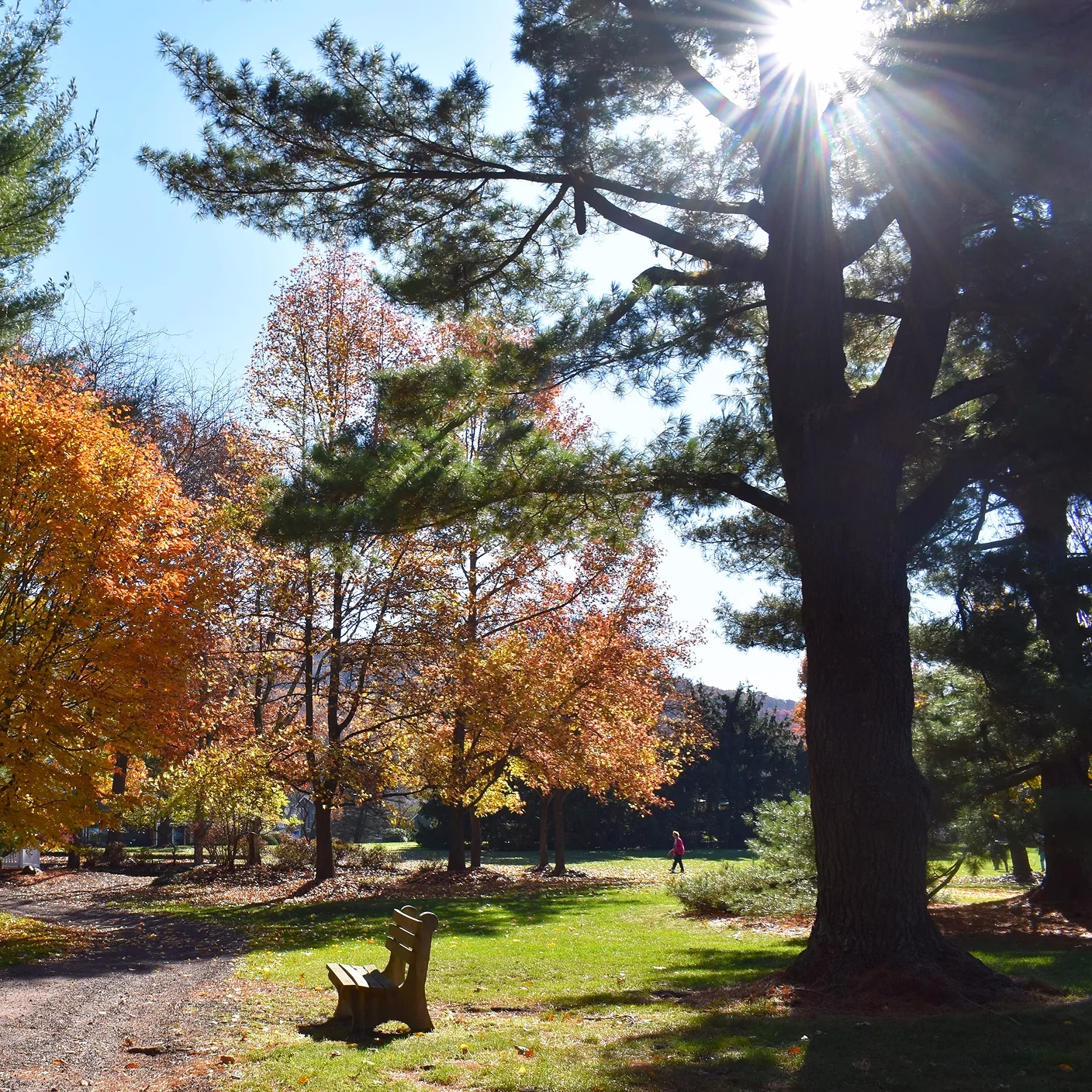Walking path with sun peering through trees