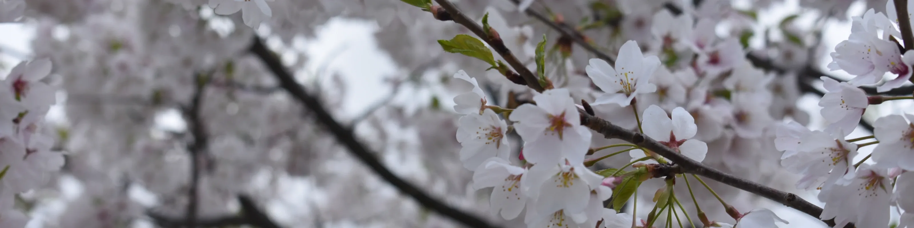 Trees in bloom