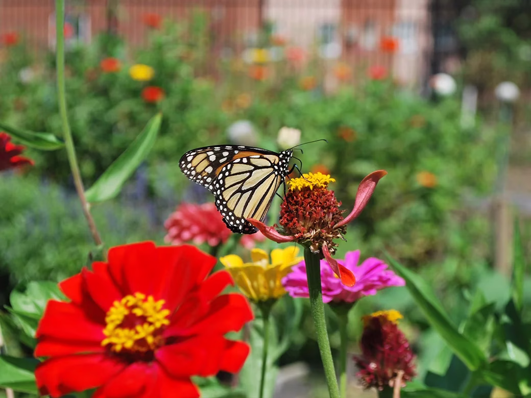 Close up of butterfly on flower