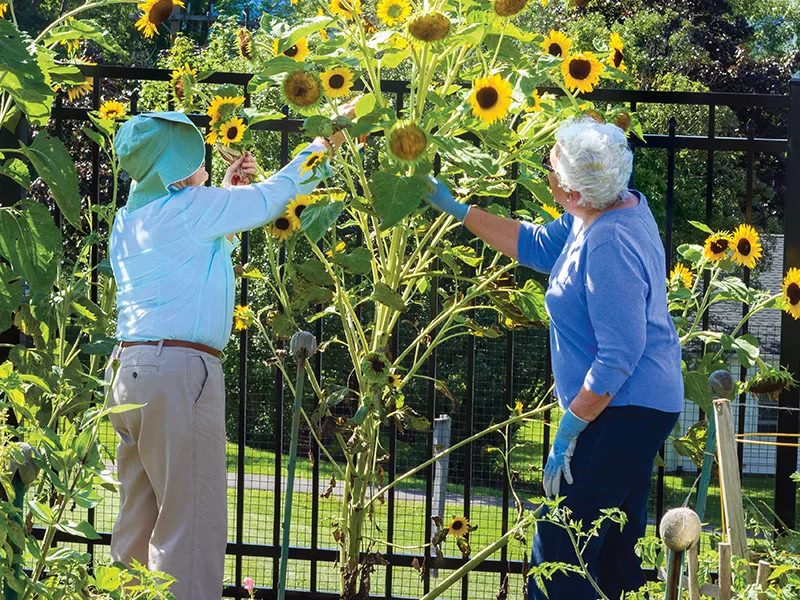 Residents tending to sun flower